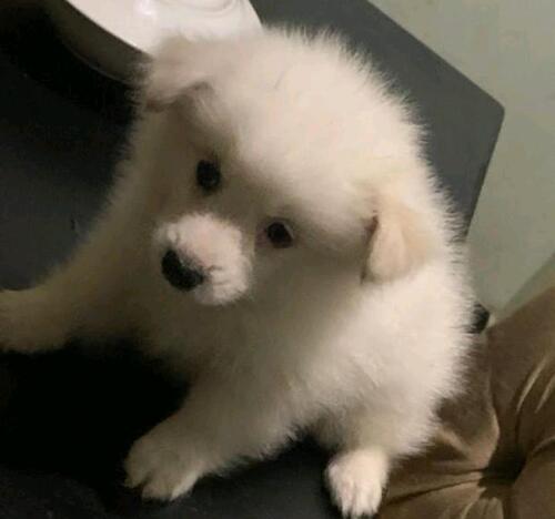 Japanese spitz for sale