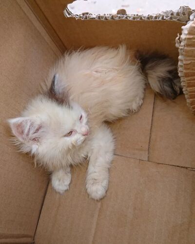 Persian kitten female 