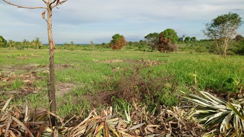 SHAMBA LA NANASI NK LINAUZWA 
