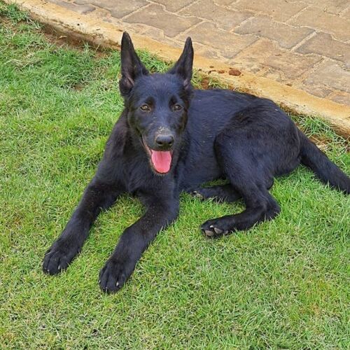 Black German Shepherd Puppies