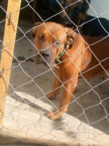 Boerboel dog, mbwa mzuri Sana