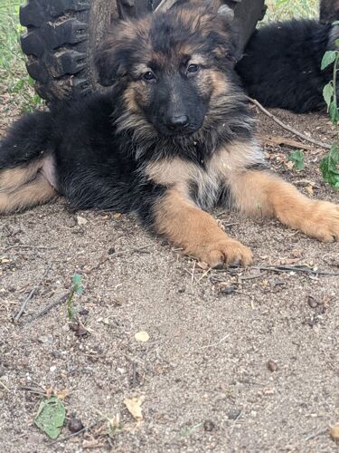 German shepherd 