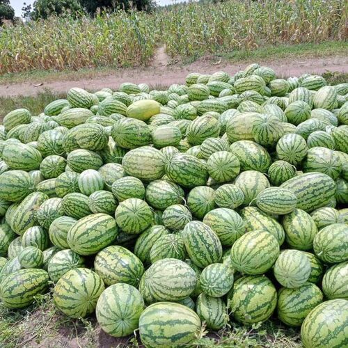 Water melon 