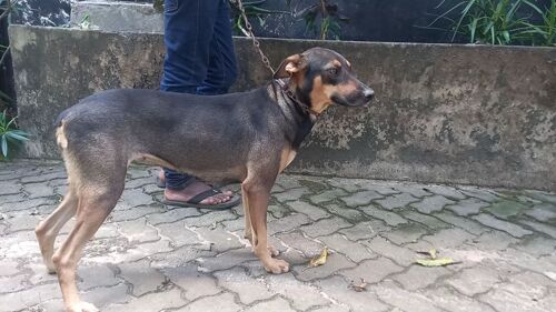 rhodensia ridgeback crossbreed