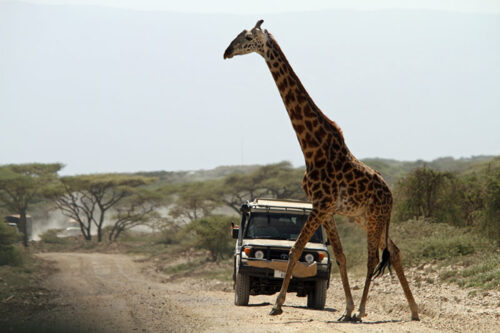 Shared Group Tanzania Safari | Join Group Safari Tanzania