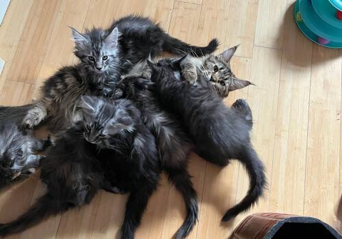 Maine Coon Kittens Available