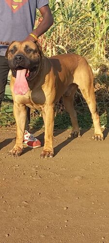 Giant South African Boerboel