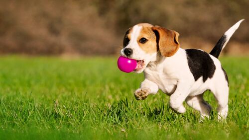 Train puppy 100,000tsh