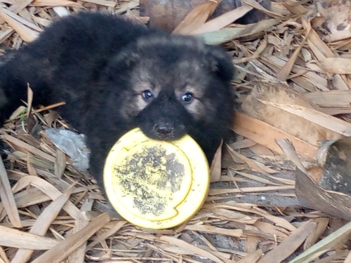 PURE BELGIUM SHEPHERD PUPPIES 