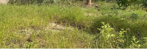 Shamba