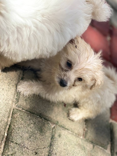Maltese Male