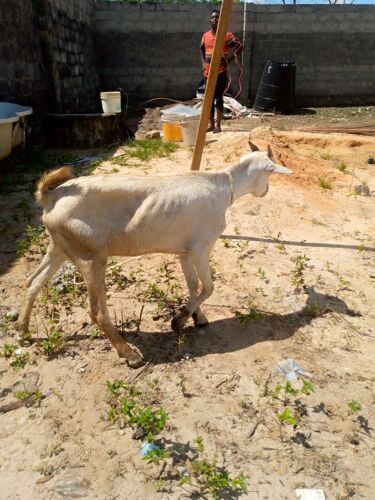 Mbuzi for sell