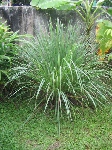 Mchaichai lemongrass 
