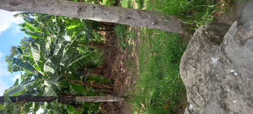 Shamba linauzwa heka 5