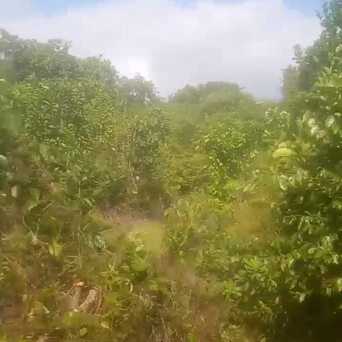 SHAMBA EKA 10, MKURANGA