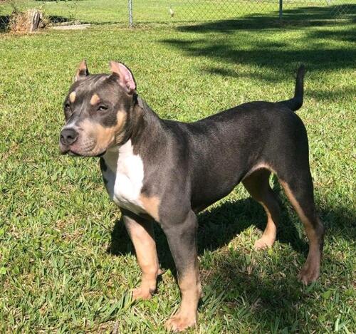 American Pitbull puppies for sale