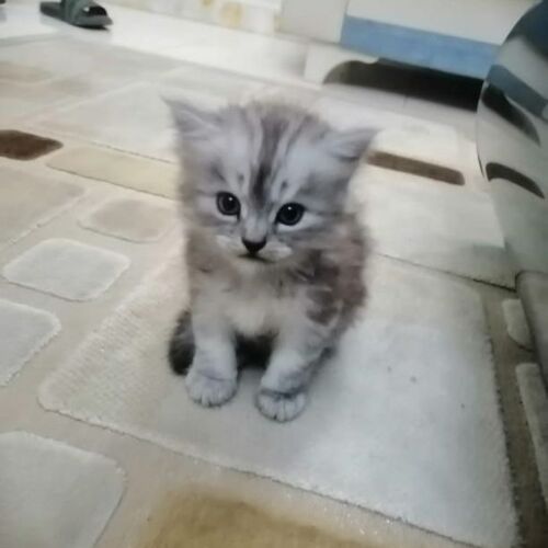 Little persian kitten 