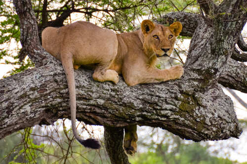 Day trip to Tarangire National Park Leken Adventure