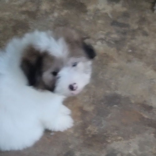 Maltese puppies 