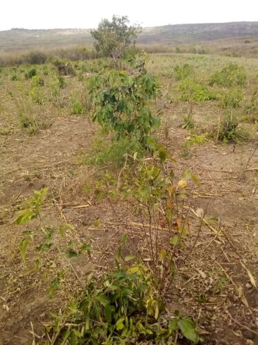 Plot nauza mbez beach