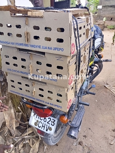 Vifaranga Bora Vya Kuroiler