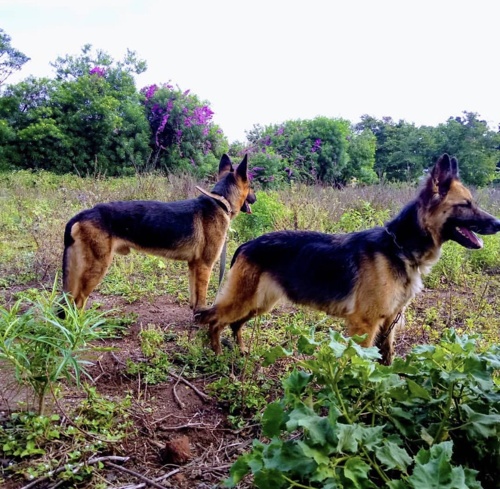 German Shepherd Dog