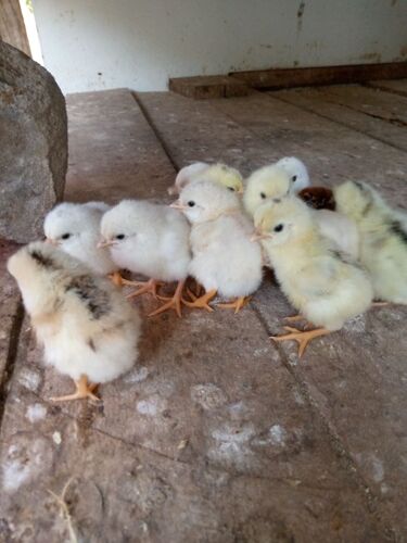 Chicks For sale