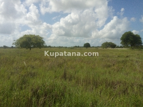 SHAMBA LINAUZWA VIKINDU KAZOLE