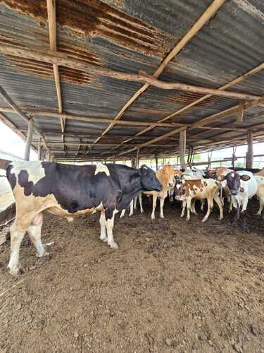 60ACR HUSBANDRY FARM,BAGAMOYO