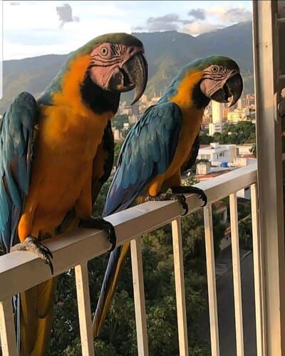 Macaw parrots for adoption