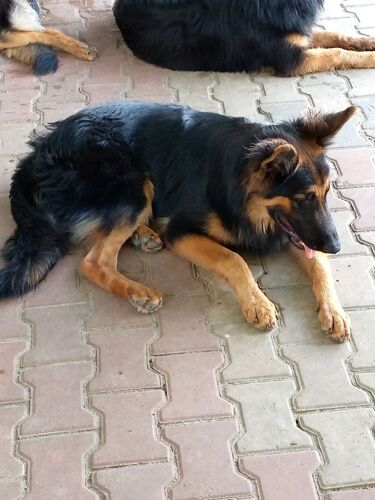 Female German Shepherd