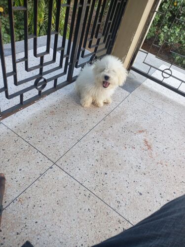 Maltese