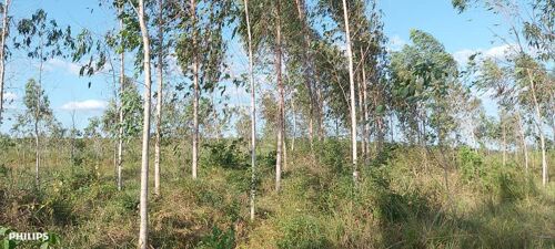 330 ACRES FARM PROJ, MKURANGA