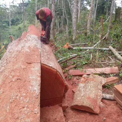 Hardwood (mbao ya mkongorosi)
