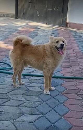 Male brown japanese spitz