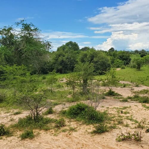 Shamba la eka 20 Linauzwa