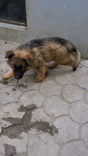 GERMAN SHEPHERD LONG COAT 