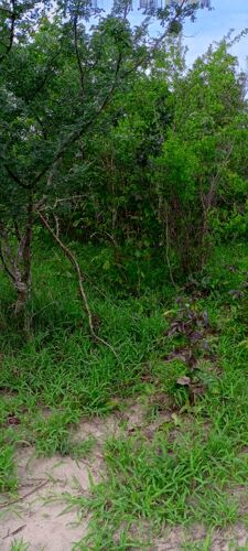 Shamba linauzwa kiwangwa bago 