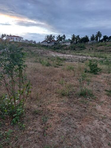 Plot nauza mbez beach oasis