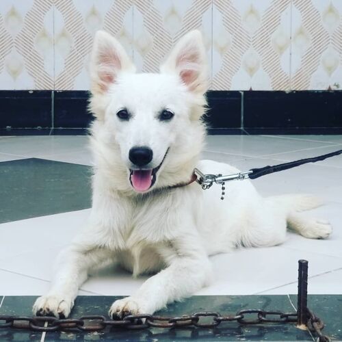 Junior Male Japanese Spitz