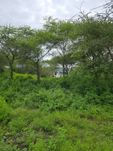 33 ACRES PRIME LAND USA-ARUSHA
