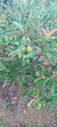 Shamba La Parachichi Linauzwa