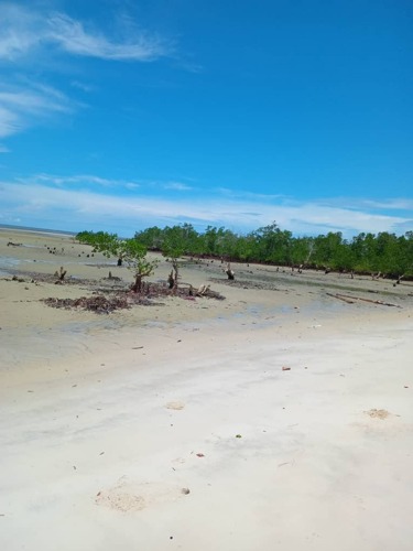 Beach at Pangani Tanga 