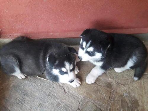 Cute Siberian husky puppies for free adoption