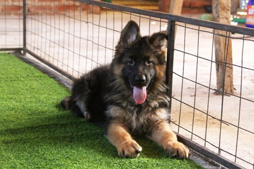 German shepherd long coat 