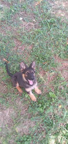 Pure breed long coat Germany shephered puppies available