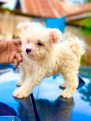 pure Maltese Puppies