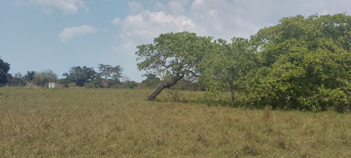 Kiwanja kitopeni Bagamoyo 