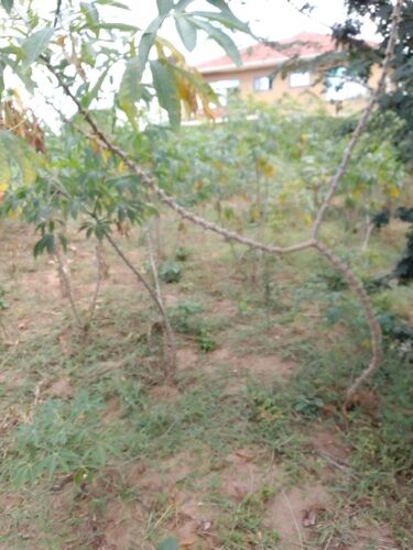 Plot For Sale Chanika Kigezi 