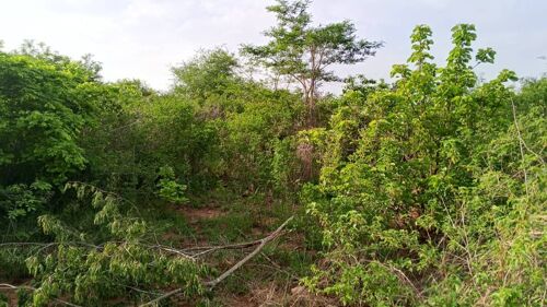 Shamba la eka 15 linauzwa mbwe